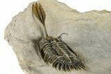 Spiny Trident Walliserops Trilobite - Foum Zguid, Morocco #381462-5